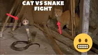 Heartbreaking Fight of Snake and Cat | Snake vs Cat Fight #cat #snake #fight #attack