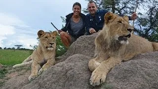 Walking, Eating, and Hunting with the Lions of Antelope Park