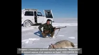 Волк атакует человека