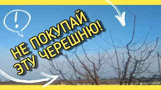 НЕ ПОКУПАЙТЕ этот сорт ЧЕРЕШНИ! (Юг Украины) ЛУЧШИЕ СОРТА черешни!