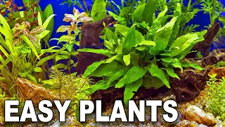 My Top 10 Easy Beginner Aquarium Plants