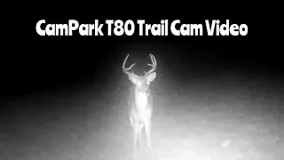 CamPark T80 Trail Camera Video Jan. 1-6, 2023