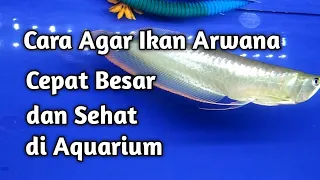 How to Get Big Fast and Healthy Arowana Fish in the Aquarium