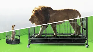 The Lion King (2019) | VFX Breakdown