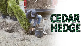 Planting a Simple and Easy Cedar Privacy Hedge