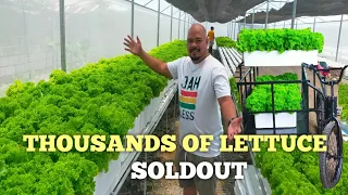 Post Harvest : DO THIS! to Sold Thousands of Lettuce