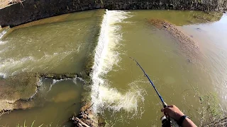 CAUGHT BIGGEST FRESHWATER FISH IN TRINIDAD!!! - HANDLINE & ROD FISHING For WOLF FISH With LIVE BAIT