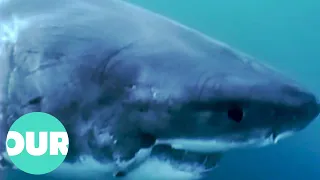 Are Great White Sharks Mistaking Surfers For Turtles? | Our World