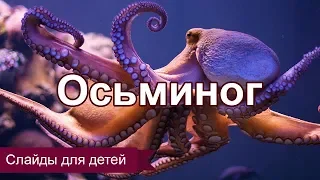 Осьминог. Слайды для детей. МСЦ ЕХБ