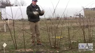 Blackberry Pruning Demonstration