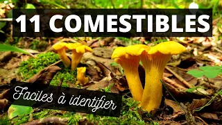 11 champignons comestibles du Québec faciles à identifier
