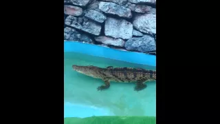 Пример того как надо дразнить крокодила.