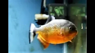 Piraya Piranha Bites Mouse In Half "Big Moby"