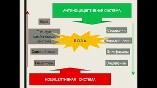 К.Б. Манышева "Первичные головные боли. Лекарственно-индуцированная головная боль"