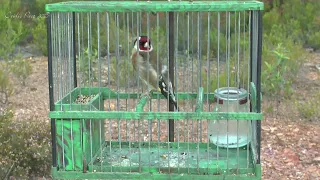 Goldfinches Singing in CAGES for TRAINING