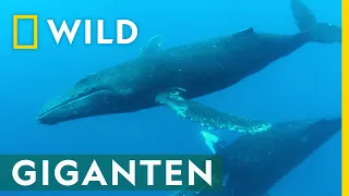 Faszination Buckelwale | Die Woche der Meere