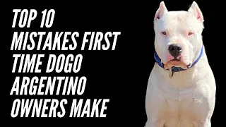 TOP TEN MISTAKES FIRST TIME DOGO ARGENTINO OWNERS MAKE