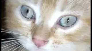 Рыжий дизелëк желает всем спокойной ночи котенок мурлыкает 😻 funny kitten