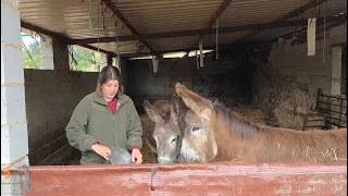 He tenido que encerrar a las dos burras, os cuento