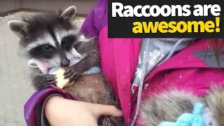 Funny Raccoon Compilation 2019 | Hilarious Raccoons