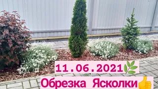 Мой сад 11.06.2021 ❤️/ Обрезка Ясколки 🌿👍