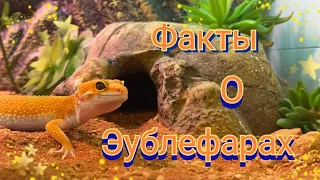 ТОП 10 фактов о ЭУБЛЕФАРАХ. Геккон эублефар. Факты о гекконах. Домашняя ящерица.