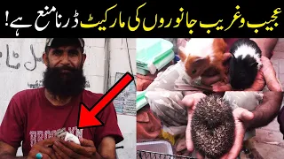 Lalukhet Exotic Birds Animals Hens & Roosters Market Latest Update 7-5-2023 in Urdu/Hindi