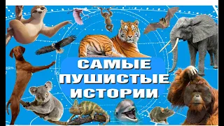 Самые Пушистые Истории