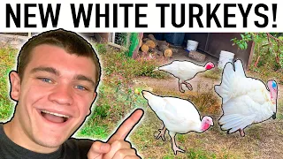 WE BOUGHT KANYE SOME TURKEY FRIENDS! (White Turkeys)