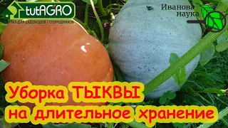 СРОКИ УБОРКИ ТЫКВЫ НА ДЛИТЕЛЬНОЕ ХРАНЕНИЕ. Ни одна тыква не сгниет!