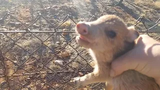 Skunk Piglet Drama!