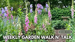 Weekly Garden Tour / Backyard Flower Garden Walk n’ Talk / Bearded Iris, Alliums, Foxgloves, Peonies