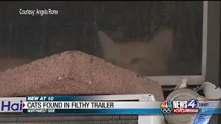 Dozens of cats living in abandoned home