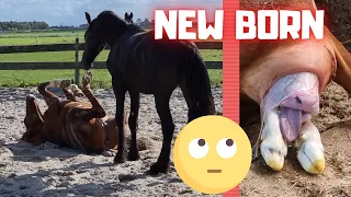 A newborn!! Geertje the pawn. Foals, ponies and more | Friesian Horses