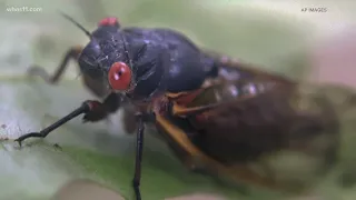 Cicadas are on the way! Should you be worried about your trees, garden?