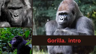 Introduction of Gorilla .Gorilla Kingdom: Unveiling the Majestic Giants!"