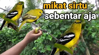 mikat burung sirtu||tak butuh lama hanya makai mp3