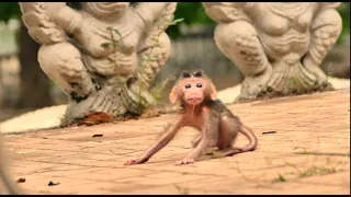 omg, Very terrible skinny baby monkey Tesla extremely scared crying seizure cos mom left her walking