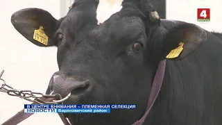 В ЦЕНТРЕ ВНИМАНИЯ - ПЛЕМЕННАЯ СЕЛЕКЦИЯ