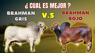 Brahman gris v.s Brahman rojo. ¿cuál es mejor?