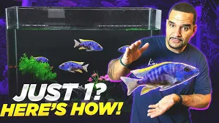 Hack for Adding Just 1 African Cichlid!