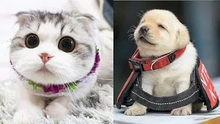 Baby Cats - Cute and Funny Cat Videos Compilation #2 | CC Animals