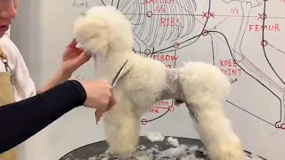 Poodle Dog Grooming - White Poodle Puppy -  Puppy Groomy