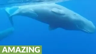 Diver in Portugal has up-close experience with Sperm Whales