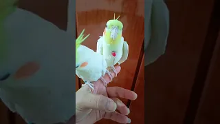 FUNNY PARROT - Smart and Cute Parrots Video Compilation