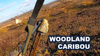 Newfoundland Woodland Caribou Recurve Hunt