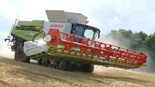 Claas Lexion 780 TT Harvesting Barley w/ 45 ft. Claas 1230 Vario Header | Big Farming | Danish Agri