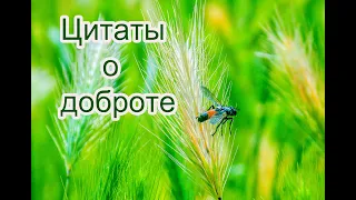 Цитаты о доброте