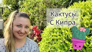 Кактусы🌵 с Кипра!  #кактусы #распаковка