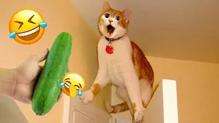 New Funny Animals😼🐶Best Funny Dogs and Cats Videos Of The Week😺Part 6